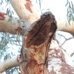 Callocephalon fimbriatum at Yarralumla, ACT - suppressed