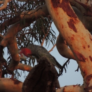 Callocephalon fimbriatum at Yarralumla, ACT - 29 Feb 2020