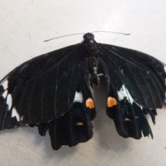 Papilio aegeus (Orchard Swallowtail, Large Citrus Butterfly) at Tathra Public School - 3 Mar 2020 by TathraPreschool