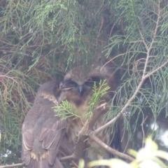 Ninox boobook (Southern Boobook) at Bega, NSW - 3 Mar 2020 by MatthewHiggins