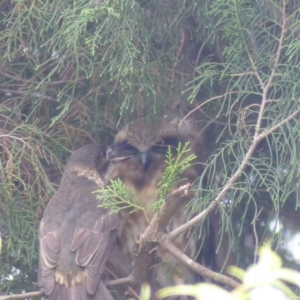 Ninox boobook at Bega, NSW - 3 Mar 2020