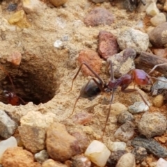 Iridomyrmex purpureus (Meat Ant) at Lyneham Wetland - 3 Mar 2020 by tpreston