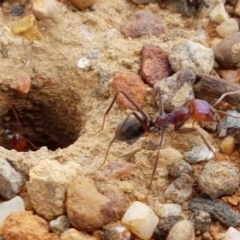 Iridomyrmex purpureus (Meat Ant) at Lyneham, ACT - 3 Mar 2020 by trevorpreston