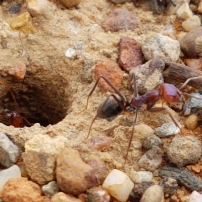 Iridomyrmex purpureus (Meat Ant) at Lyneham, ACT - 3 Mar 2020 by trevorpreston