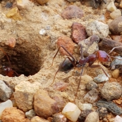Iridomyrmex purpureus (Meat Ant) at City Renewal Authority Area - 3 Mar 2020 by tpreston