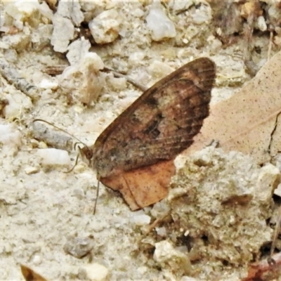 Geitoneura klugii (Marbled Xenica) at Paddys River, ACT - 2 Mar 2020 by JohnBundock