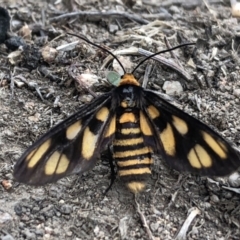 Amata (genus) (Handmaiden Moth) at Piney Ridge - 3 Mar 2020 by Lisa.Jok