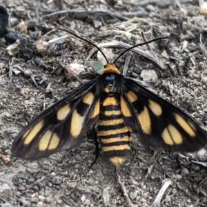 Amata (genus) at Stromlo, ACT - 3 Mar 2020