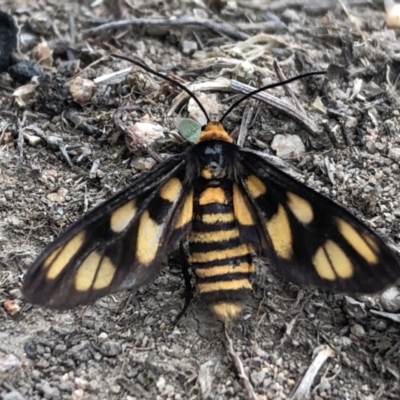 Amata (genus) (Handmaiden Moth) at Block 402 - 3 Mar 2020 by Lisa.Jok