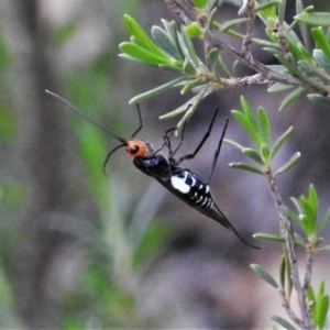 Callibracon capitator at Paddys River, ACT - 3 Mar 2020