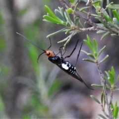 Callibracon capitator (White Flank Black Braconid Wasp) at Paddys River, ACT - 2 Mar 2020 by JohnBundock