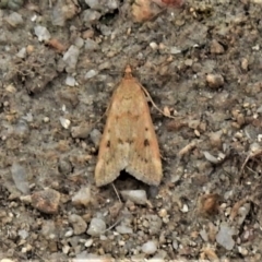 Achyra nigrirenalis (A Crambid moth (Pyraustinae) at Paddys River, ACT - 3 Mar 2020 by JohnBundock