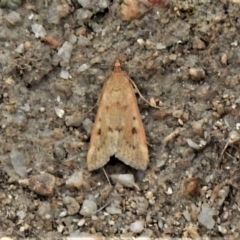 Achyra nigrirenalis (Pyraustinae) at Tidbinbilla Nature Reserve - 3 Mar 2020 by JohnBundock