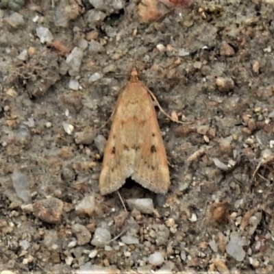 Achyra nigrirenalis (A Crambid moth (Pyraustinae) at Paddys River, ACT - 3 Mar 2020 by JohnBundock