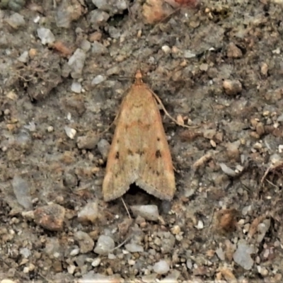 Achyra nigrirenalis (Pyraustinae) at Paddys River, ACT - 3 Mar 2020 by JohnBundock