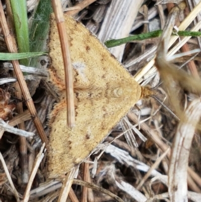 Scopula rubraria (Reddish Wave, Plantain Moth) at Lyneham, ACT - 3 Mar 2020 by tpreston
