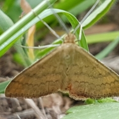 Scopula rubraria (Reddish Wave, Plantain Moth) at Sullivans Creek, Lyneham South - 3 Mar 2020 by trevorpreston