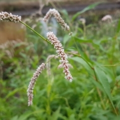 Persicaria lapathifolia (Pale Knotweed) at City Renewal Authority Area - 3 Mar 2020 by tpreston