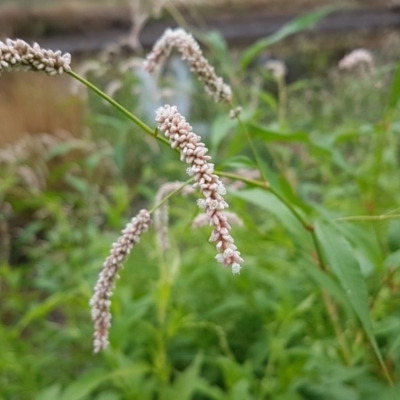 Persicaria lapathifolia (Pale Knotweed) at City Renewal Authority Area - 3 Mar 2020 by tpreston