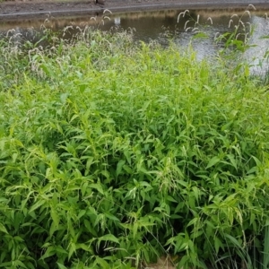 Persicaria lapathifolia at Lyneham, ACT - 3 Mar 2020 12:51 PM