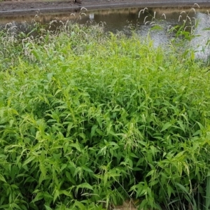 Persicaria lapathifolia at Lyneham, ACT - 3 Mar 2020