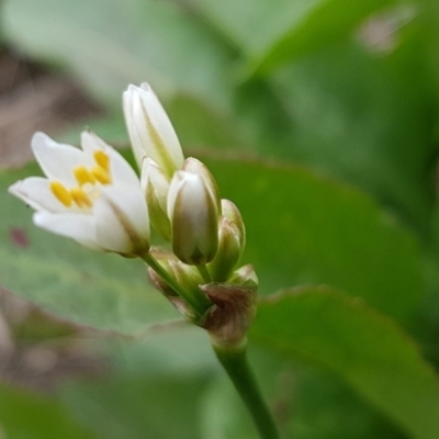 Nothoscordum borbonicum (Onion Weed) at Lyneham Wetland - 3 Mar 2020 by tpreston