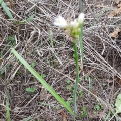 Nothoscordum borbonicum at Lyneham, ACT - 3 Mar 2020