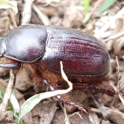 Adoryphorus coulonii (Redheaded pasture cockchafer) at Lyneham, ACT - 3 Mar 2020 by tpreston