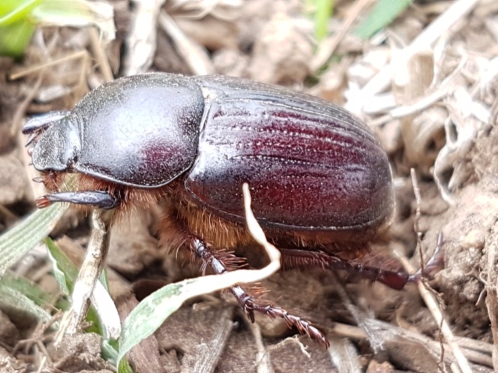 Adoryphorus coulonii at Lyneham, ACT - 3 Mar 2020