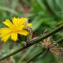 Chondrilla juncea (Skeleton Weed) at Lyneham Wetland - 3 Mar 2020 by tpreston