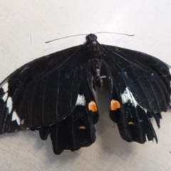 Papilio aegeus (Orchard Swallowtail, Large Citrus Butterfly) at - 2 Mar 2020 by TathraPreschool