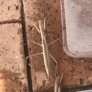 Tenodera australasiae at Penrose - 1 Feb 2020 03:51 PM