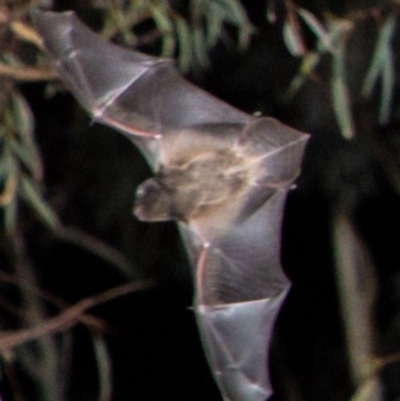 Chalinolobus gouldii (Gould's Wattled Bat) at Stirling Park - 29 Feb 2020 by AndrewZelnik