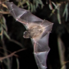 Chalinolobus gouldii (Gould's Wattled Bat) at Yarralumla, ACT - 29 Feb 2020 by AndrewZelnik