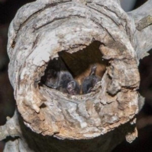 Chalinolobus gouldii at Yarralumla, ACT - 29 Feb 2020