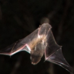 Chalinolobus gouldii at Yarralumla, ACT - 29 Feb 2020