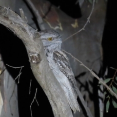 Podargus strigoides (Tawny Frogmouth) at Stirling Park - 29 Feb 2020 by AndrewZelnik