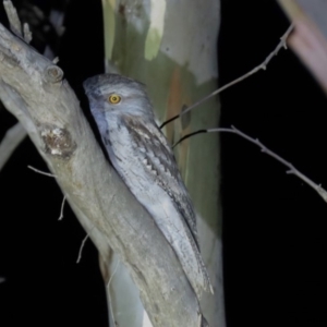 Podargus strigoides at Yarralumla, ACT - 29 Feb 2020 09:12 PM