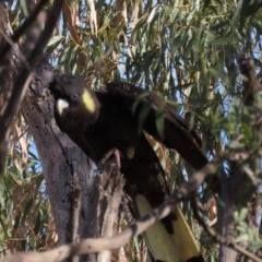 Zanda funerea (Yellow-tailed Black-Cockatoo) at Garran, ACT - 1 Mar 2020 by AndyRoo
