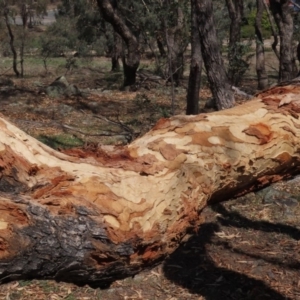 Zanda funerea at Garran, ACT - 1 Mar 2020 09:22 AM