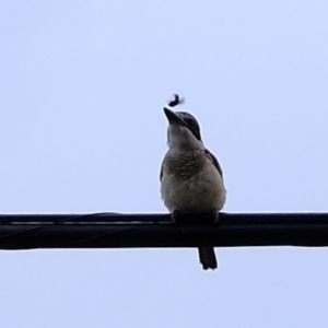 Todiramphus sanctus at Florey, ACT - 3 Mar 2020