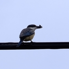 Todiramphus sanctus at Florey, ACT - 3 Mar 2020