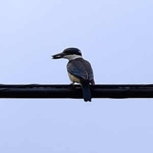 Todiramphus sanctus at Florey, ACT - 3 Mar 2020