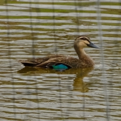Anas superciliosa (Pacific Black Duck) at Melba, ACT - 3 Mar 2020 by Kurt