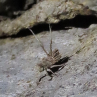 Fulgoroidea sp. (superfamily) (Unidentified fulgoroid planthopper) at Stirling Park - 29 Feb 2020 by AndrewZelnik