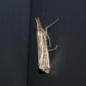 Hednota species near grammellus at Higgins, ACT - 3 Mar 2020