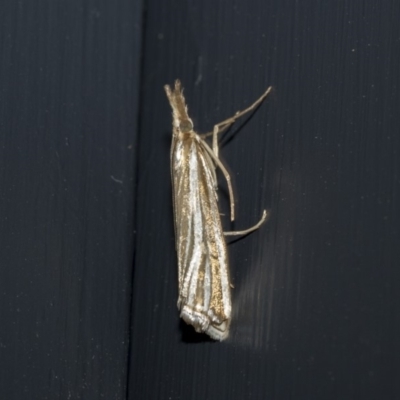 Hednota species near grammellus (Pyralid or snout moth) at Higgins, ACT - 2 Mar 2020 by AlisonMilton