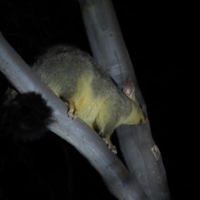 Trichosurus vulpecula (Common Brushtail Possum) at Lake Burley Griffin West - 29 Feb 2020 by AndrewZelnik