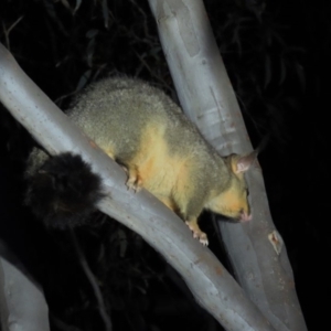 Trichosurus vulpecula at Yarralumla, ACT - 29 Feb 2020 08:53 PM