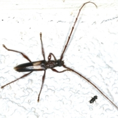 Epithora dorsalis (Longicorn Beetle) at Ainslie, ACT - 24 Feb 2020 by jb2602